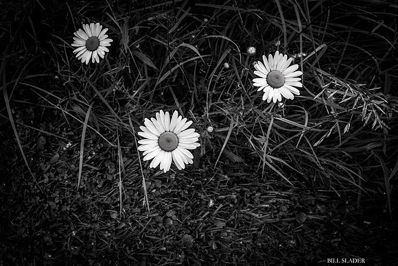 Daisy-2510