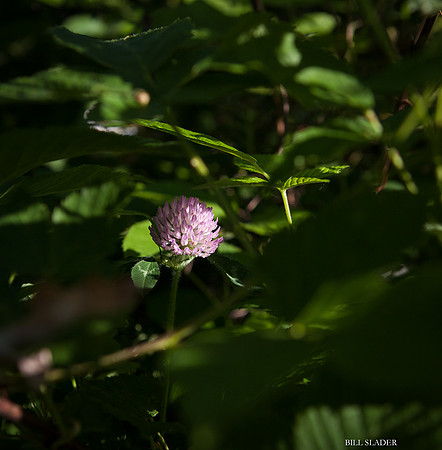 flower in shade-2436