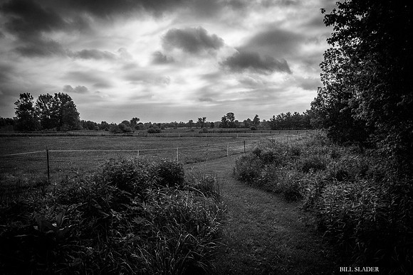 Out Back-2506