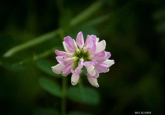 pond flower-8519