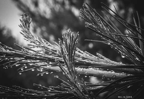 Soggy Pine-8255