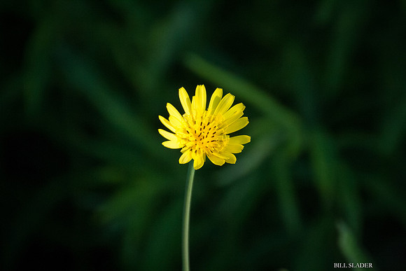 Yellow-8485