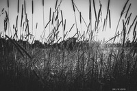 byard field B&W-9563