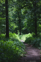 bhand Gorge 6212015-9015