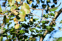 IMG_1089