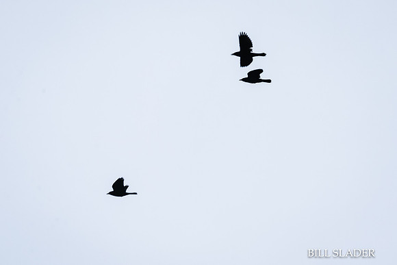Oct8201800286