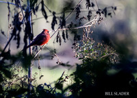 Cardinal-3906