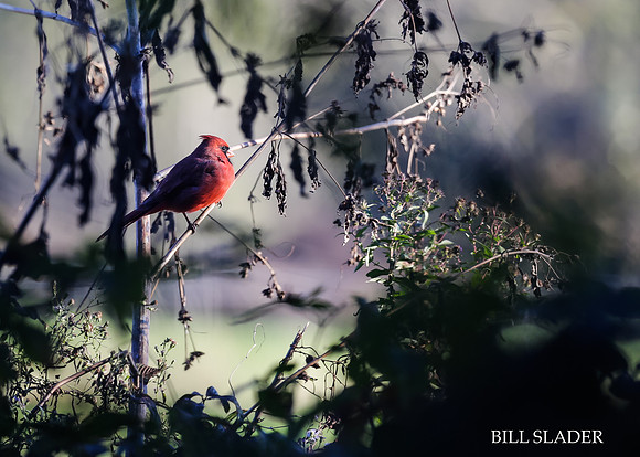 Cardinal-3906