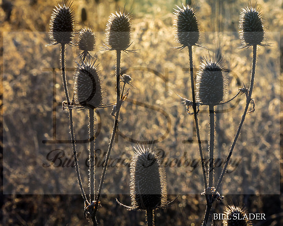 8x10thistle-