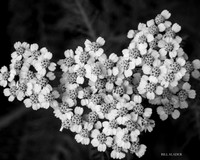 8x10-8805-2