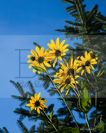 8x10-2135